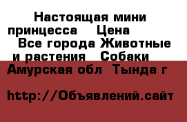 Настоящая мини принцесса  › Цена ­ 25 000 - Все города Животные и растения » Собаки   . Амурская обл.,Тында г.